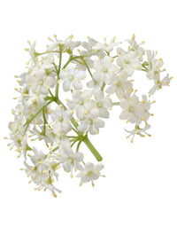 Thumbnail for Elderflower White Balsamic Vinegar